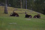 Free Stock Photo: A group of sable antelope in the grass