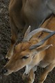 Free Stock Photo: Close-up of an eland antelope