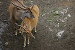 Free Stock Photo: A pair of eland antelopes