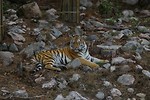 Free Stock Photo: A Siberian tiger lying in some rocks