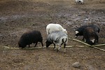 Free Stock Photo: A group of sheep and goats