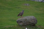 Free Stock Photo: An eagle owl perched on a rock