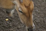 Free Stock Photo: Close-up of an eland antelope