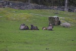 Free Stock Photo: A group of gnus