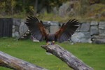 Free Stock Photo: A Harris hawk landing on a branch