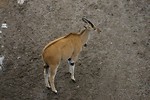 Free Stock Photo: An eland antelopes