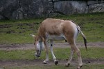 Free Stock Photo: A Turkmenian wild ass on the grass