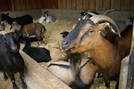 Free Stock Photo: A group of sheep and goats