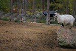 Free Stock Photo: A goat standing on a rock