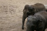 Free Stock Photo: A pair of African elephants