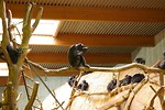 Free Stock Photo: A group of chimpanzees in an indoor habitat