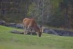 Free Stock Photo: An eland antelope
