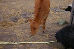 Free Stock Photo: A small brown calf