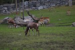 Free Stock Photo: A group of blesbuck antelopes on grass