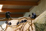 Free Stock Photo: A group of chimpanzees in an indoor habitat