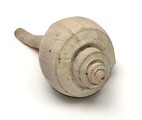 Free Stock Photo: A sea shell isolated on a white background