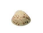 Free Stock Photo: A sea shell isolated on a white background