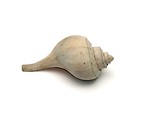 Free Stock Photo: A sea shell isolated on a white background