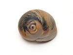 Free Stock Photo: A sea shell isolated on a white background