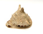 Free Stock Photo: A sea shell isolated on a white background