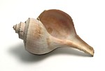 Free Stock Photo: A sea shell isolated on a white background