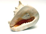 Free Stock Photo: A large sea shell isolated on a white background