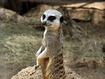 Free Stock Photo: Meerkat standing