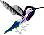 Free Stock Photo: Illustration of a hummingbird