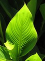 Free Stock Photo: A large green leaf in the sun