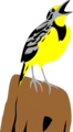 Free Stock Photo: Illustration of a yellow meadowlark on a stump