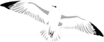 Free Stock Photo: Illustration of a sea gull flying