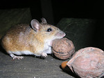 Free Stock Photo: A large Japanese field mouse (Apodemus Speciosus) holding a nut in its mouth