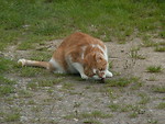 Free Stock Photo: A cat eating a mouse in the grass