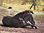 Free Stock Photo: A zebra lying on the ground