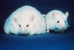 Free Stock Photo: One fat and one skinny white mouse
