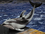 Free Stock Photo: A Pacific White-sided dolphin hopping out of the water
