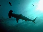 Free Stock Photo: Hammerhead sharks swimming in the ocean