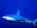 Free Stock Photo: A shark swimming in the ocean