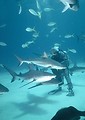 Free Stock Photo: Sharks swimming by a scuba diver in the ocean