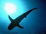 Free Stock Photo: A shark swimming in the ocean