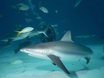 Free Stock Photo: Sharks swimming by a scuba diver in the ocean