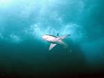 Free Stock Photo: A shark swimming in the ocean