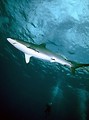 Free Stock Photo: A shark swimming in the ocean