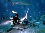 Free Stock Photo: Sharks swimming by a group of scuba divers in the ocean