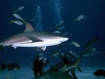 Free Stock Photo: Sharks swimming by a group of scuba divers in the ocean