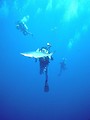 Free Stock Photo: A shark swimming in the ocean by a scuba diver