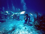Free Stock Photo: Sharks swimming in the ocean by a group of scuba divers
