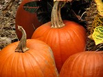 Free Stock Photo: Pumpkins in straw
