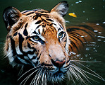 Free Stock Photo: Close-up of a tiger in the water