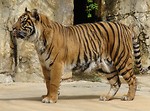 Free Stock Photo: A tiger standing by rocks